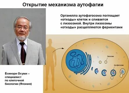 Интервальное голодание запускает в организме процесс аутофагии